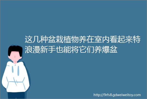 这几种盆栽植物养在室内看起来特浪漫新手也能将它们养爆盆